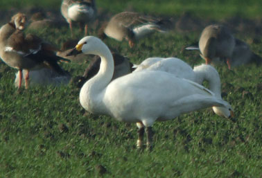 Kleinezwaan14T_281106